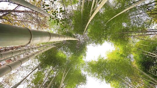 大自然风景美丽的竹海竹林竹子枝繁叶茂