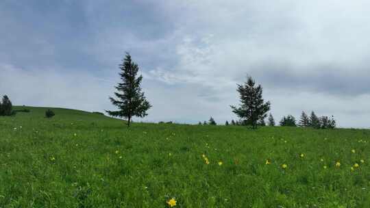绿色牧场山花盛开的草甸