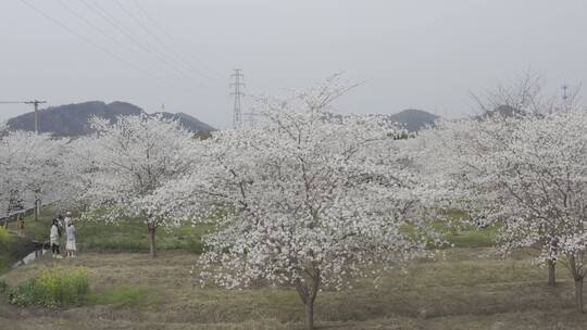 樱花花开春天