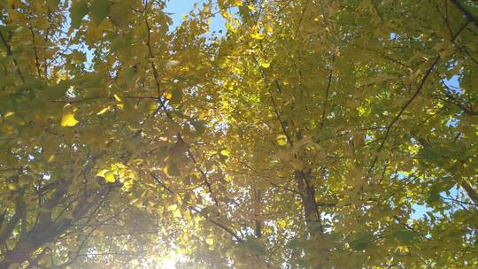 秋天里金黄秋景唯美的阳光银杏树树叶