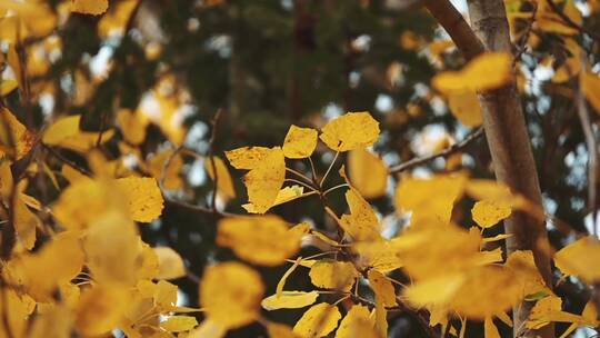 秋季森林金黄树叶合集