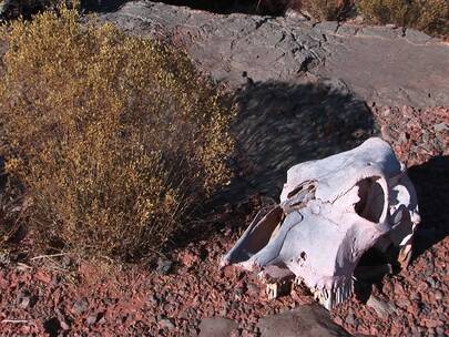 沙漠里牛的头骨视频素材模板下载