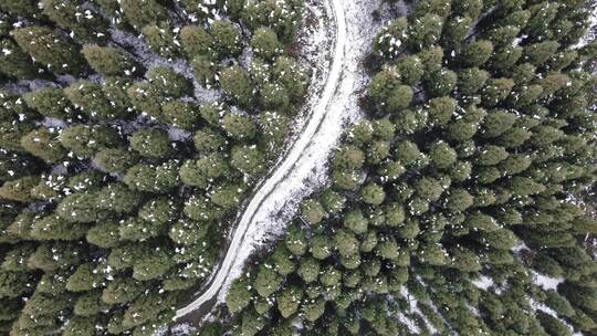 四川彭州中坝护林站 中坝森林冬季雪景