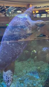 南京金鹰动物园的海龟游泳
