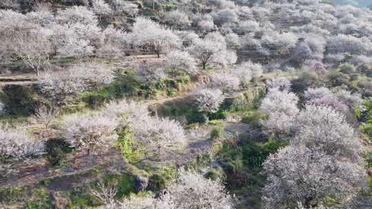 航拍福州永泰青梅花（葛岭万石村）6