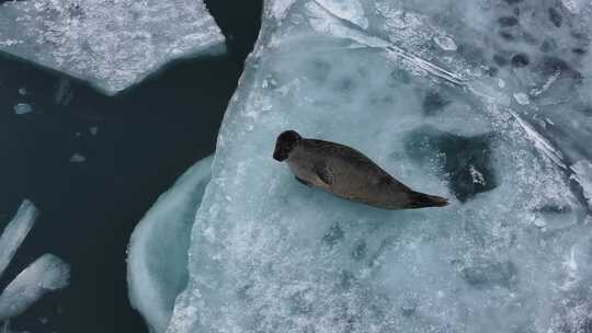 冰岛北极圈瓦特冰川国家公园蓝冰海豹航拍视频素材模板下载