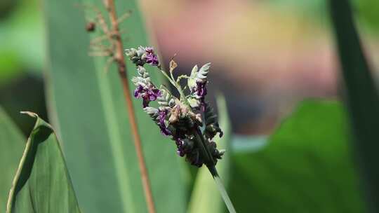 蜜蜂 昆虫 蜜蜂采蜜  纪律片 宣传片 素材