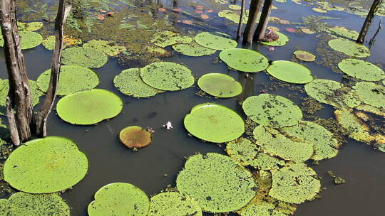 亚马逊河上的巨型睡莲