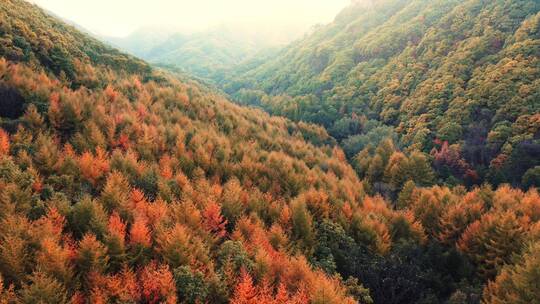 秋天树林美景航拍