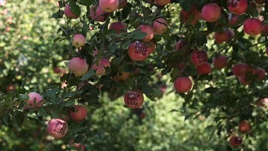 苹果 苹果树 贴字苹果 喜结良缘 夏天 阳光