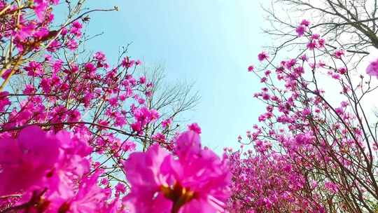 美丽的粉红色花朵