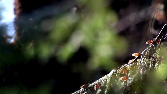 帝王蝶的栖息地、森林中的蝴蝶特写