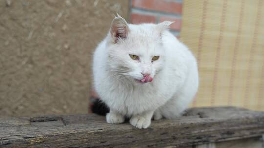白猫在木椅上吐舌头