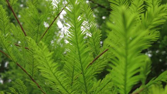 上海植物园品质绿色植被人流实拍