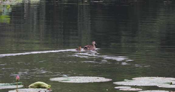 初夏杭州西湖湖面出生的小野鸭