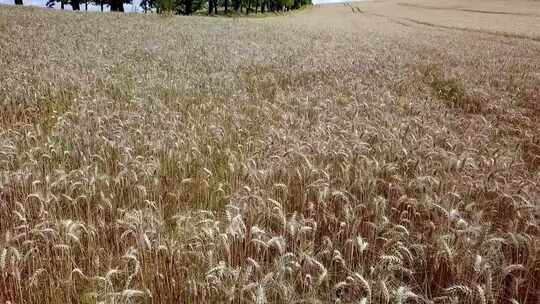 麦田航拍。无人机在麦穗上低空飞行。金色黑麦的鸟瞰图。2019年夏天，阿宝