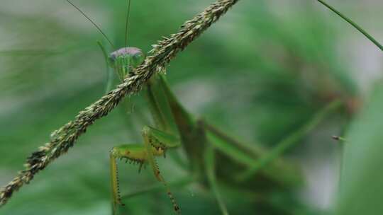 螳螂 刀螂 昆虫螳螂吃草绿色生态