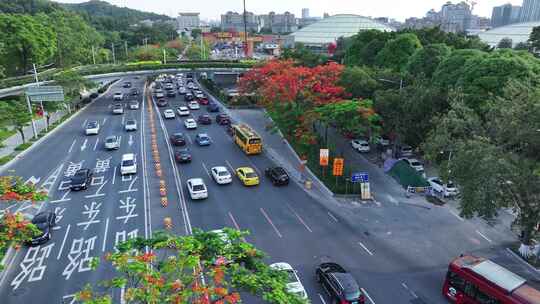 中国广东省广州市白云区白云大道南凤凰花