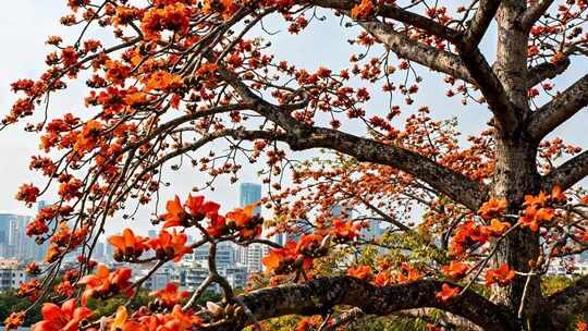 盛开木棉花与城市背景景观