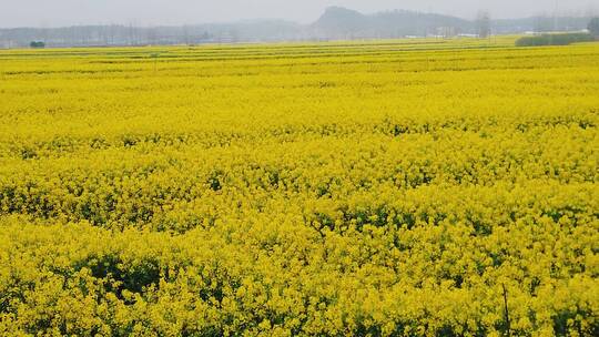 油菜花海视频素材模板下载