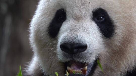 熊猫面部特写吃竹子