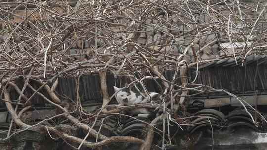 浙江杭州龙门古镇屋顶的猫咪4K实拍视频