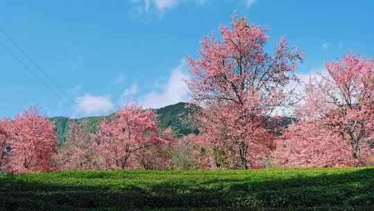 大理无量山樱花谷