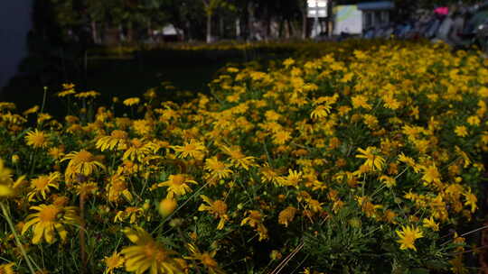 秋菊/太阳菊