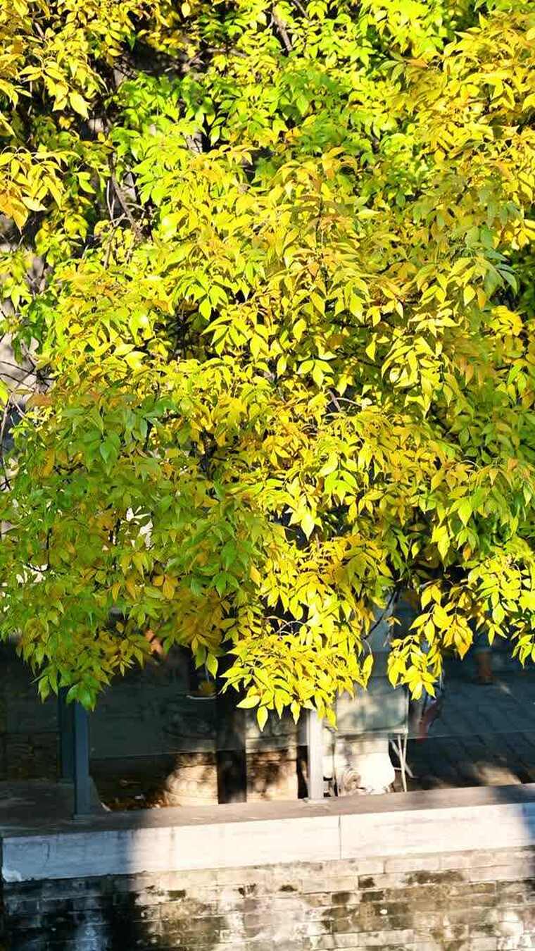 北京金色秋天街景