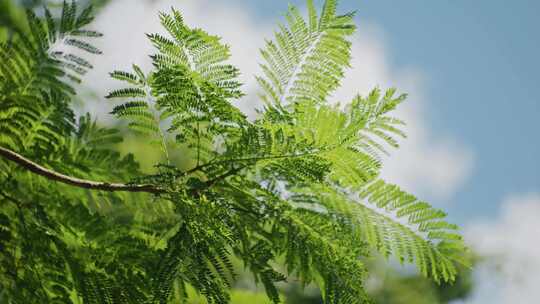 夏天蓝天荷叶绿植绿叶清新感