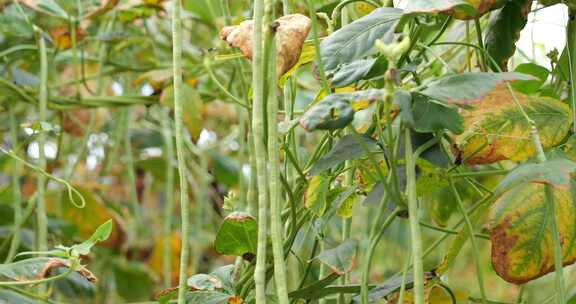 绿色蔬菜 长豆角 青菜 豆角