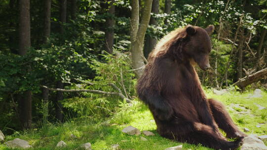 坐在地上挠痒的棕熊