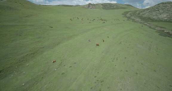 航拍内蒙古大草原上吃草的牛