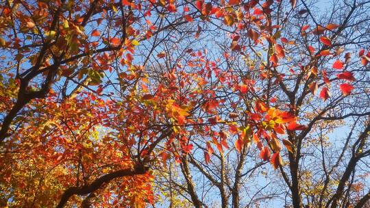实拍秋天泛黄树枝树叶