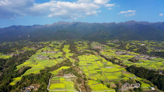 高山下的乡村金黄油菜花田