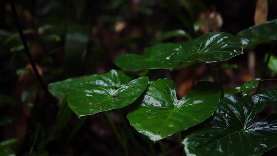 慢镜头雨滴落在雨林绿叶