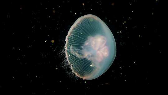 海底发光水母