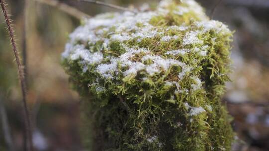 雪中长满青苔的木桩