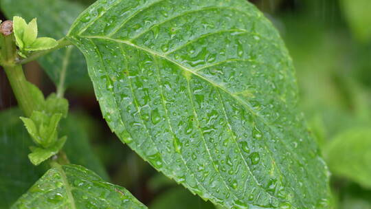 绿叶上的雨水