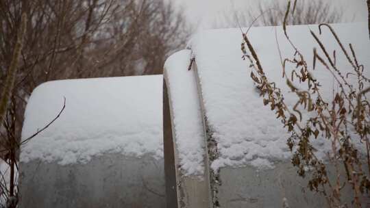 冬季雪花飘落到植物上的雪景