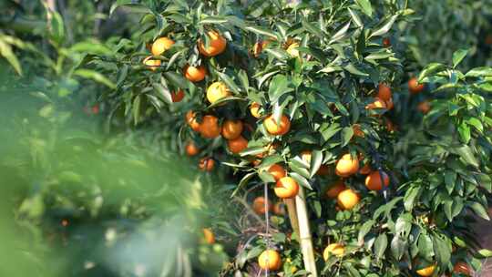 水果冻橙子汁航拍采摘种植基地柑橘果园乡村