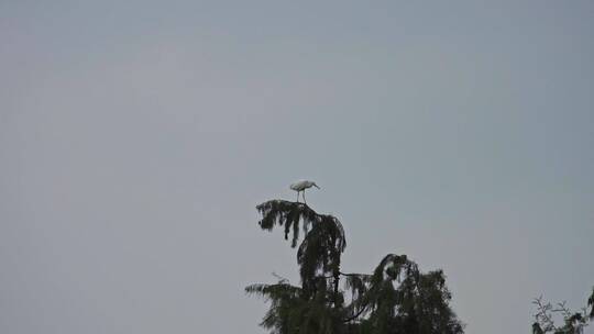 站在枝头上的一只白鹭