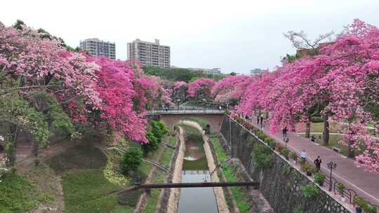 中国广东省广州市从化区华软异木棉