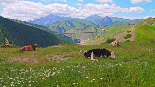 新疆伊犁果子沟草地上的牛