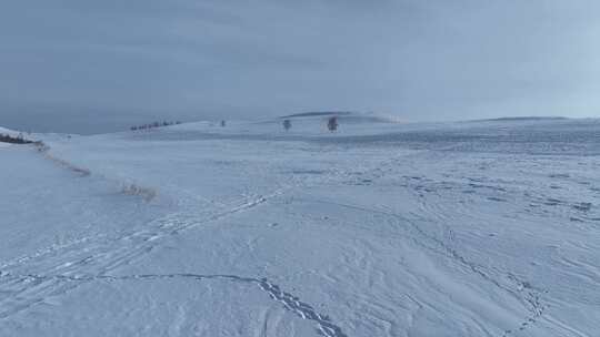 呼伦贝尔疏林雪原风光