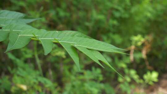 风吹动得树叶