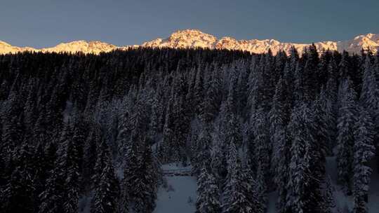 雪山森林