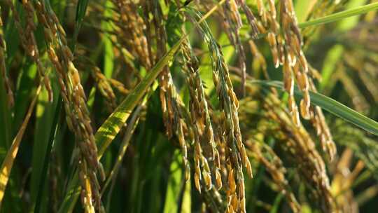 金色的水稻阳光照耀农业宣传素材