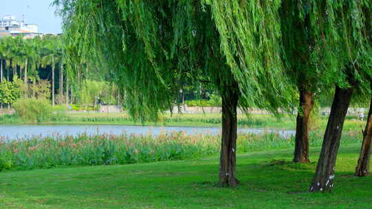 公园 湖边 柳树