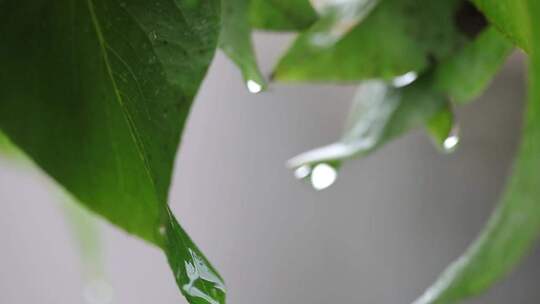 下雨天翠绿树叶特写